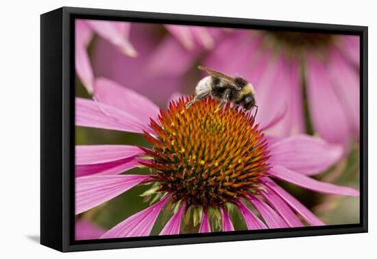 Bumble Bee on Purple Coneflower (Echinacea Purpurea)-null-Framed Stretched Canvas