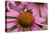 Bumble Bee on Purple Coneflower (Echinacea Purpurea)-null-Stretched Canvas