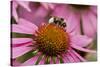 Bumble Bee on Purple Coneflower (Echinacea Purpurea)-null-Stretched Canvas