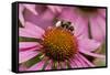 Bumble Bee on Purple Coneflower (Echinacea Purpurea)-null-Framed Stretched Canvas