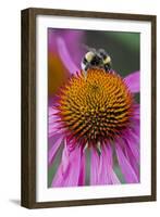 Bumble Bee on Purple Coneflower (Echinacea Purpurea)-null-Framed Photographic Print