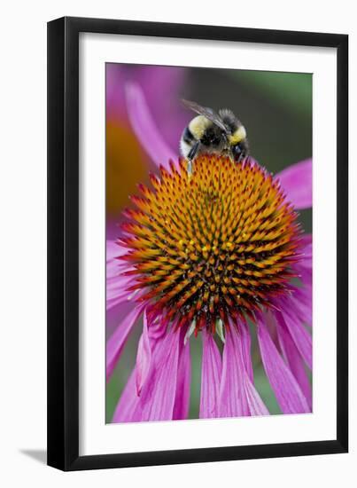 Bumble Bee on Purple Coneflower (Echinacea Purpurea)-null-Framed Photographic Print