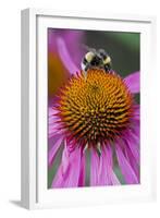 Bumble Bee on Purple Coneflower (Echinacea Purpurea)-null-Framed Photographic Print