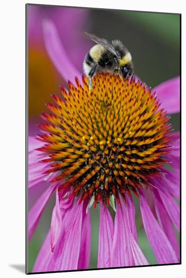 Bumble Bee on Purple Coneflower (Echinacea Purpurea)-null-Mounted Photographic Print