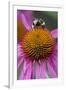 Bumble Bee on Purple Coneflower (Echinacea Purpurea)-null-Framed Photographic Print