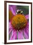 Bumble Bee on Purple Coneflower (Echinacea Purpurea)-null-Framed Photographic Print