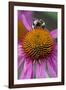 Bumble Bee on Purple Coneflower (Echinacea Purpurea)-null-Framed Photographic Print