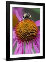 Bumble Bee on Purple Coneflower (Echinacea Purpurea)-null-Framed Photographic Print