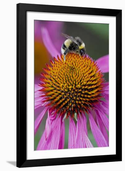 Bumble Bee on Purple Coneflower (Echinacea Purpurea)-null-Framed Photographic Print