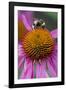 Bumble Bee on Purple Coneflower (Echinacea Purpurea)-null-Framed Photographic Print