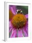 Bumble Bee on Purple Coneflower (Echinacea Purpurea)-null-Framed Photographic Print