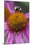 Bumble Bee on Purple Coneflower (Echinacea Purpurea)-null-Mounted Photographic Print