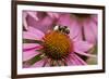 Bumble Bee on Purple Coneflower (Echinacea Purpurea)-null-Framed Photographic Print