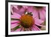 Bumble Bee on Purple Coneflower (Echinacea Purpurea)-null-Framed Photographic Print