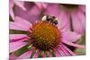 Bumble Bee on Purple Coneflower (Echinacea Purpurea)-null-Mounted Photographic Print