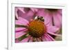 Bumble Bee on Purple Coneflower (Echinacea Purpurea)-null-Framed Photographic Print