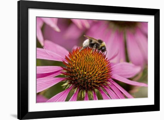 Bumble Bee on Purple Coneflower (Echinacea Purpurea)-null-Framed Photographic Print