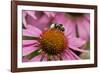 Bumble Bee on Purple Coneflower (Echinacea Purpurea)-null-Framed Photographic Print