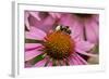 Bumble Bee on Purple Coneflower (Echinacea Purpurea)-null-Framed Photographic Print