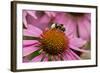 Bumble Bee on Purple Coneflower (Echinacea Purpurea)-null-Framed Photographic Print