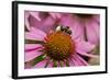 Bumble Bee on Purple Coneflower (Echinacea Purpurea)-null-Framed Photographic Print