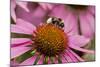 Bumble Bee on Purple Coneflower (Echinacea Purpurea)-null-Mounted Photographic Print