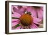 Bumble Bee on Purple Coneflower (Echinacea Purpurea)-null-Framed Photographic Print