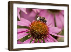 Bumble Bee on Purple Coneflower (Echinacea Purpurea)-null-Framed Photographic Print