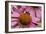 Bumble Bee on Purple Coneflower (Echinacea Purpurea)-null-Framed Photographic Print