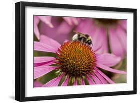 Bumble Bee on Purple Coneflower (Echinacea Purpurea)-null-Framed Photographic Print