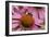 Bumble Bee on Purple Coneflower (Echinacea Purpurea)-null-Framed Photographic Print