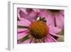 Bumble Bee on Purple Coneflower (Echinacea Purpurea)-null-Framed Photographic Print