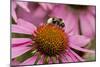 Bumble Bee on Purple Coneflower (Echinacea Purpurea)-null-Mounted Photographic Print