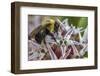 Bumble bee pollinates milkweed flowers at Makoshika State Park in Glendive, Montana, USA-Chuck Haney-Framed Photographic Print