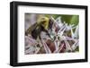 Bumble bee pollinates milkweed flowers at Makoshika State Park in Glendive, Montana, USA-Chuck Haney-Framed Photographic Print