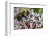 Bumble bee pollinates milkweed flowers at Makoshika State Park in Glendive, Montana, USA-Chuck Haney-Framed Photographic Print