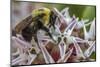 Bumble bee pollinates milkweed flowers at Makoshika State Park in Glendive, Montana, USA-Chuck Haney-Mounted Photographic Print