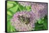 Bumble Bee Resting on Flower Buds-Gary Carter-Framed Stretched Canvas