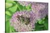 Bumble Bee Resting on Flower Buds-Gary Carter-Stretched Canvas