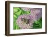 Bumble Bee Resting on Flower Buds-Gary Carter-Framed Photographic Print