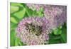 Bumble Bee Resting on Flower Buds-Gary Carter-Framed Photographic Print