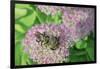 Bumble Bee Resting on Flower Buds-Gary Carter-Framed Photographic Print