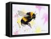 Bumble Bee Watercolor-Sarah Stribbling-Framed Stretched Canvas