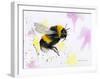 Bumble Bee-Sarah Stribbling-Framed Giclee Print