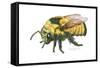 Bumble Bee-Tim Knepp-Framed Stretched Canvas