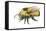 Bumble Bee-Tim Knepp-Framed Stretched Canvas