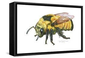 Bumble Bee-Tim Knepp-Framed Stretched Canvas