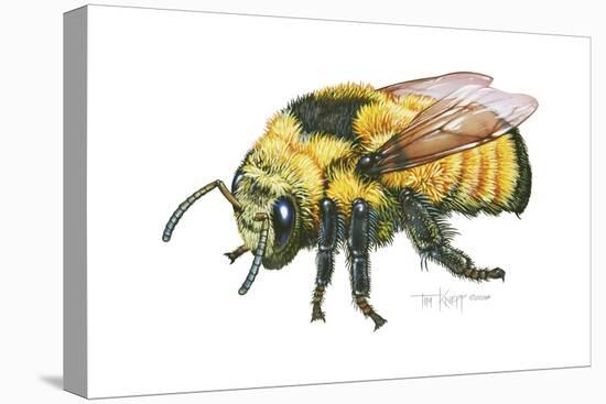 Bumble Bee-Tim Knepp-Stretched Canvas