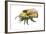 Bumble Bee-Tim Knepp-Framed Giclee Print