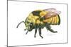 Bumble Bee-Tim Knepp-Mounted Giclee Print